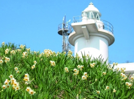 【岡山県】笠岡諸島 六島の水仙 イメージ