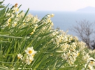 六島水仙画像①
