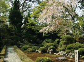 【京都府】春の特別公開!安楽寺庭園と生八ッ橋作り体験 イメージ