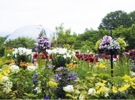 【鳥取県】春と初夏の花の祭典!日本最大級の花畑散策の旅 イメージ