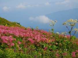 【滋賀県】日本百名山 伊吹山ハイキング イメージ