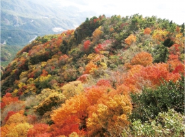 【香川県】小豆島 紅葉の寒霞渓 イメージ