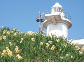 【笠岡諸島】冬季限定プラン!水仙の島『六島』と海苔づくし豪華ランチ堪能ツアー イメージ