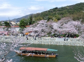 【スタートラベル共同企画】春らんまん。桜の名所巡りツアー イメージ