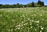 広島県　カモミール花の摘み取りとごはんのお供ふりかけ資料館見学 イメージ