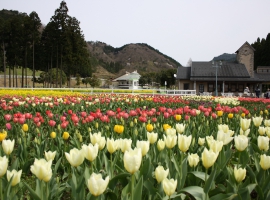 【兵庫県】シェフこだわりの「農村バイキング」と旬の花を訪ねて！兵庫県立フラワーセンター散策 イメージ