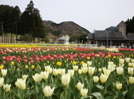 【兵庫県】シェフこだわりの「農村バイキング」と旬の花を訪ねて!兵庫県立フラワーセンター散策 イメージ