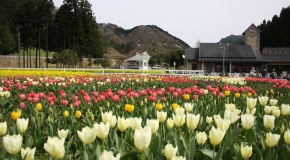 【兵庫県】シェフこだわりの「農村バイキング」と旬の花を訪ねて！兵庫県立フラワーセンター散策 イメージ