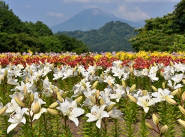 【岡山県】日本最大級のフラワーパークとっとり花回廊とジンギスカン食べ放題 イメージ