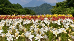 【岡山県】日本最大級のフラワーパークとっとり花回廊とジンギスカン食べ放題 イメージ