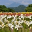 【岡山県】日本最大級のフラワーパークとっとり花回廊とジンギスカン食べ放題 イメージ