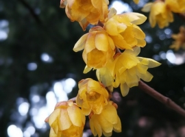 【高知県】牧野植物園散策と老舗うなぎ店 イメージ