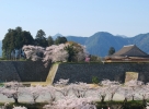 03篠山城（桜） (002)