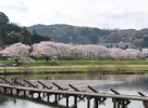 斐伊川桜と願い橋 (002)