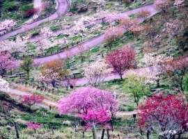 【兵庫県】かみかわ桜の桜華園と赤穂城跡公園散策 イメージ