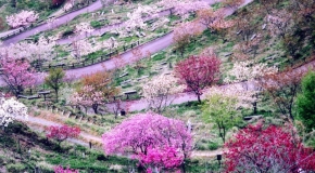 【兵庫県】かみかわ桜の桜華園と赤穂城跡公園散策 イメージ