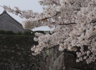 01篠山城（桜） (002)