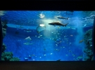 8.須磨水族館_館内マップ_アクアライブ_1Fトロピカルライフ(外洋) (1)
